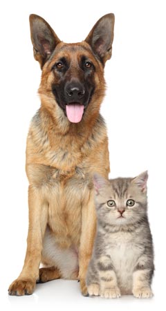 Golden Retriever Dog with Persian Cat